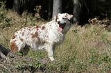 BERGER AUSTRALIEN 015